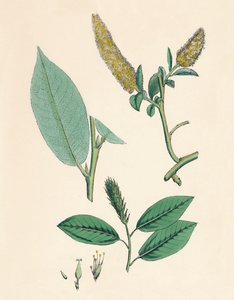 Salix pentandra. Saule à feuilles de laurier, XIXe siècle