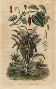 Arbre à sable, Hura crepitans et palmier sagoutier, Metroxylon sagu - Unbekannt