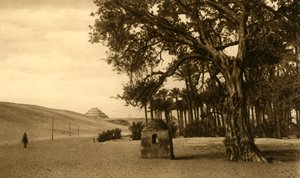 Saqqara - La pyramide à degrés vue du sycomore, vers 1918-1939 - Unbekannt