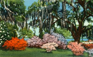 Scène dans les Jardins de Belle Isle, près de Georgetown, S.C., 1942