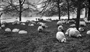 Moutons écossais près de la Serpentine, Hyde Park, Londres, 1926-1927 - Unbekannt