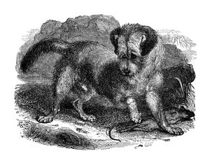 Terrier écossais, 1848