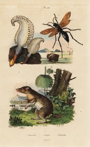 Pennatule phosphorescente, Pennatula phosphorea, guêpe-araignée, Pepsis limbata, et bandicoot à long nez, Perameles nasuta