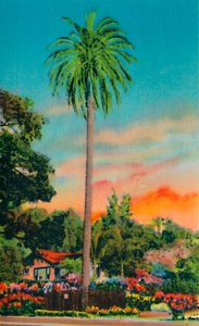 Serra Palm. Le premier palmier en Californie, vers 1941
