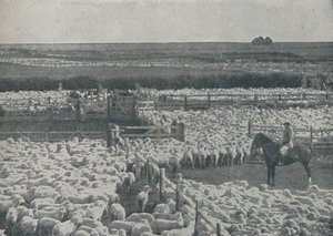Bergeries en Australie, 1910
