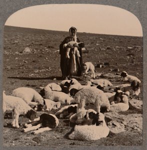 Berger et troupeau, vers 1900 - Unbekannt