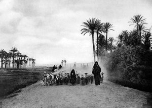 Garder des moutons près du Caire, Égypte, vers 1920 - Unbekannt