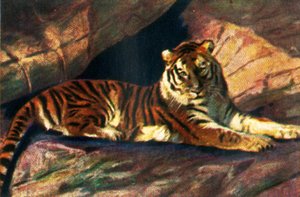 Tigre de Sibérie, vers 1928 - Unbekannt