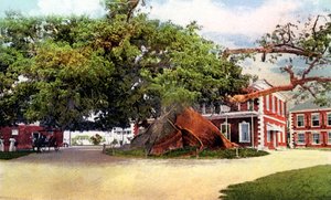 Fromager, Nassau, New Providence, Bahamas, vers 1900