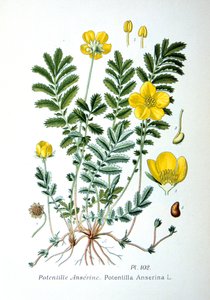 Potentille, 1893