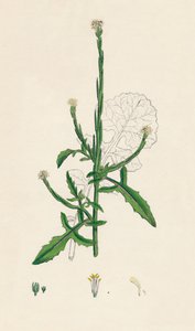 Sisymbrium officinale. Moutarde des haies, 19e siècle
