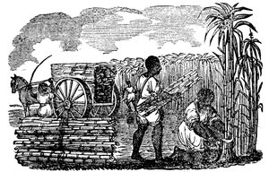 Esclaves récoltant la canne à sucre en Louisiane, 1833 - Unbekannt