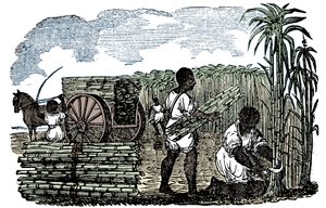 Esclaves récoltant de la canne à sucre en Louisiane, 1833