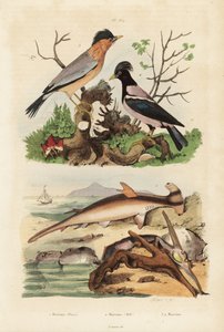 Requin-marteau lisse, huître-marteau, martin brahmane et étourneau roselin - Unbekannt