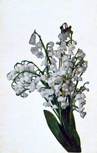 Perce-neige, carte postale de fleurs française, vers 1900