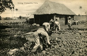 Tri des ananas, Cuba, fin 19e-début 20e siècle - Unbekannt