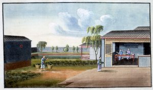 Tri du thé, 19ème siècle
