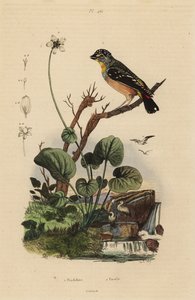 Pardalote tacheté
