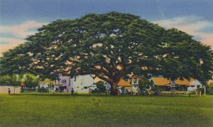 Arbre samoan étalé, Trinidad, B.W.I., vers 1940