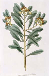 Branche de cannelle blanche Canella alba - Unbekannt