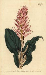 Stenorrhynchos speciosum
