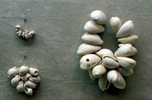 Chaînes de coquillages de cauris