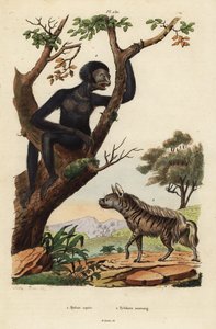 Hyène rayée, Hyaena hyaena, et gibbon, Symphalangus syndactylus, en danger