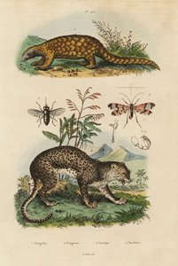 Pangolin de Sunda, Manis javanica, en danger critique, léopard, Panthera pardus, taon, Tabanus rostratus, mouche scorpion, Panorpa communis - Unbekannt