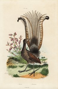 Ménure superbe, Menura novaehollandiae, et fausse azalée, Menziesia ferruginea
