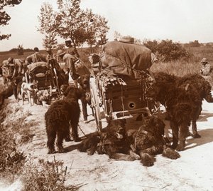 Chiens de ravitaillement, vers 1914-1918