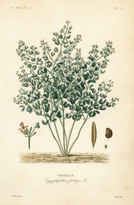 Fabagelle, Zygophyllum fabago, Fabagelle
