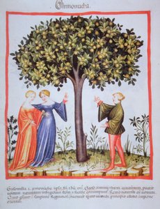 "Tacuinum Sanitatis" Codex Vindobonensis Nova Series 2644, fol. 9, Récolte d