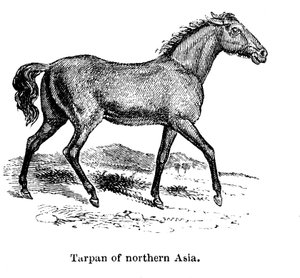 Tarpan, 1850