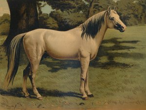 Le poney arabe du général Sir Hope Grant, vers 1879