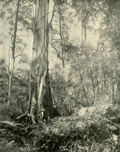 Le Baron, un arbre remarquable, 1901