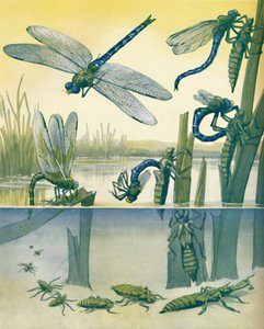 La Belle Histoire de la Libellule