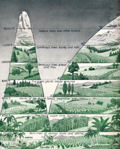 Les différentes zones de végétation, 1935