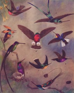 La couleur merveilleuse des colibris, 1935 - Unbekannt