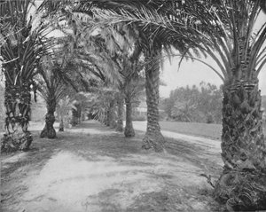 Les Palmiers de Glenannie, Floride, 19ème siècle
