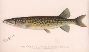 Le Brochet Lucius Reticulatus. Le Sueur., vers 1920 - Unbekannt