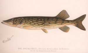 Le Brochet Lucius Reticulatus. Le Sueur, vers 1920