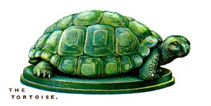 La Tortue - Unbekannt