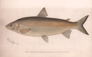 Le poisson blanc Coregonus Clupeiformis, vers 1920