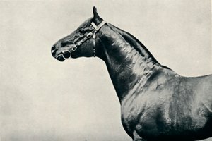 La tête du cheval de course pur-sang, Radium, vers 1910