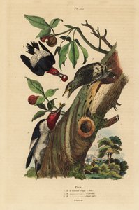 Pic tridactyle, Picoides tridactylus, mâle, femelle et juvénile hors du nid - Unbekannt