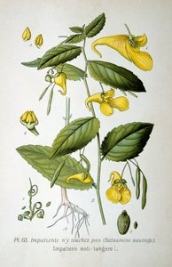 Balsamine impatiente, 1893