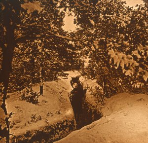 Tranchées sous les sapins, vers 1914-1918