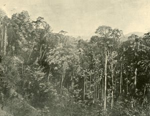 Broussailles tropicales, Blackall Range, Queensland, 1901