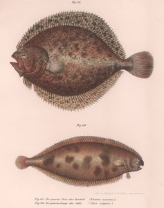 Turbot, Rhombus maximus, Sole commune Solea vulgaris, vers 1850
