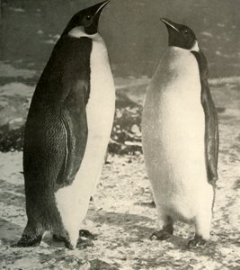 Deux manchots empereurs, vers 1908